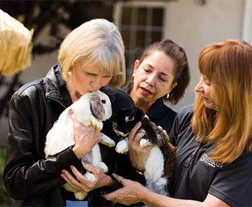 Elderly woman holding rabbits