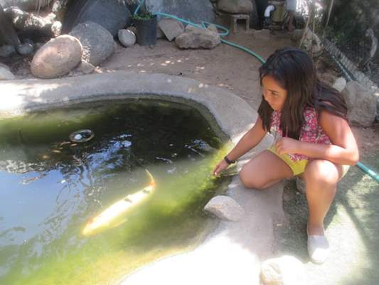 Child with koi fish bird sanctuary