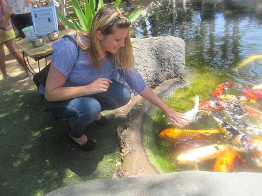 Koi fish in bird sanctuary