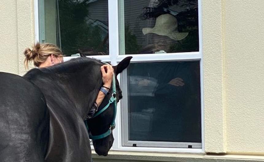 Horse visiting resident