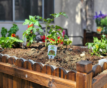 Silverado Gardening Contest